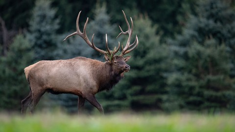 Kentucky Elk Hunt Planner
