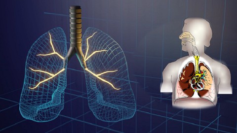 Naturopathie cours n° 7 - Le système cardio-respiratoire
