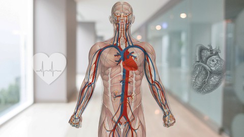 Aprende la Anatomía y función del Sistema Cardiovascular