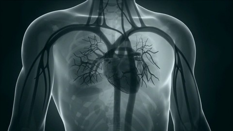 Naturopathie cours n° 8 - Le système cardiovasculaire