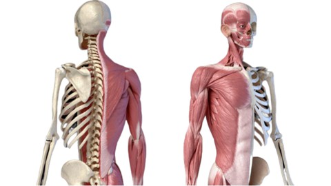 Anatomy -Skeletal & Muscular System-MCQ Practice Exams