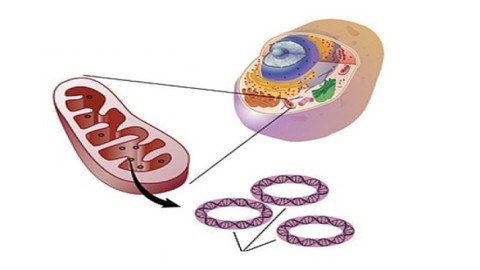 Cell Organelle Genomics