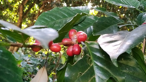 Organic Coffee, Farm to Table and Beyond