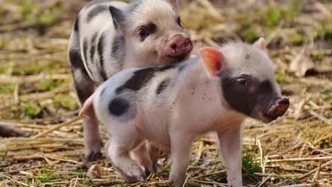 Pig Farming Business: A Swine production guide