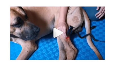 Veterinär-Physiotherapie - Lasertherapie bei Kleintieren