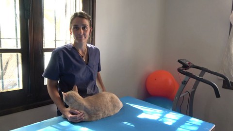 Massagens para gatos - relaxantes e terapêuticas