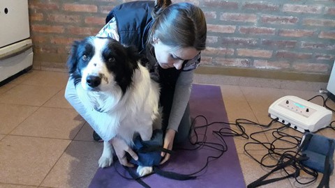 Veterinär-Magnetotherapie - Physiotherapie bei Hunden und Ka