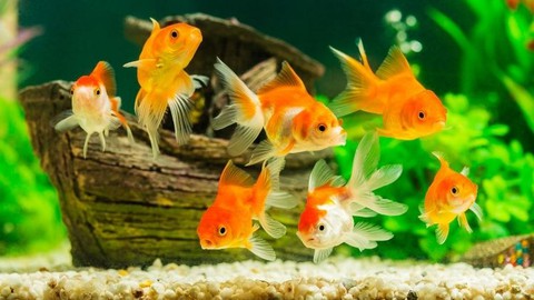 7 erros que matam peixes no Aquário Doce e como resolver