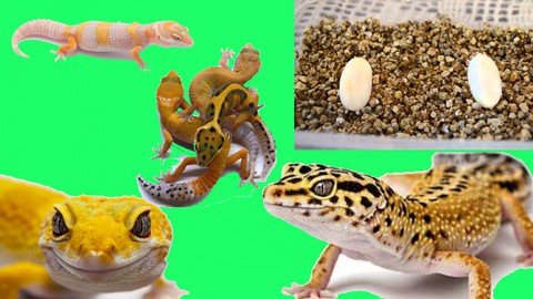 Cuidados y mantenimiento del Gecko Leopardo