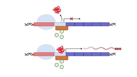 Molecular Biology: Regulation of Gene Expression and Operon
