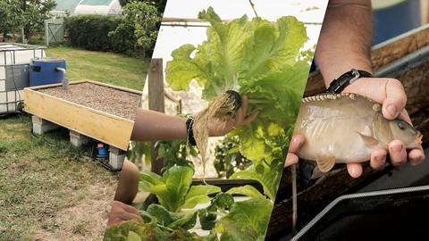 Aquaponics : Build your own system with Andrew