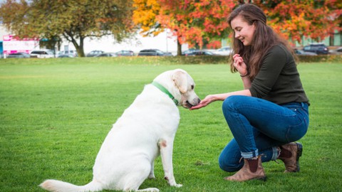 Dog Training : How to Care and Communicate with your Dog