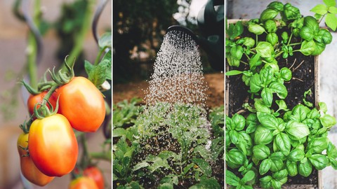 Aquaponic Gardening: Ways to Grow Vegetables & Fish Together