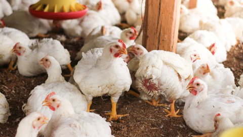 Poultry Farming: Broiler Chicken Production