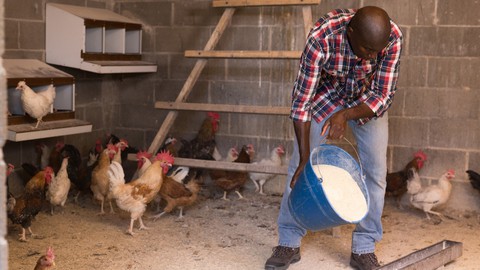 Poultry Farming: Layers Chicken Feed Formulation