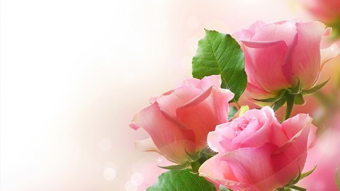 Taller Meditacion de las Rosas ( Lectura de Aura)