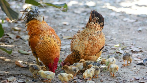 How to Raising Chickens in your Backyard & How to Take Care