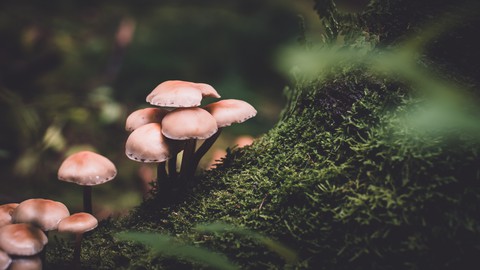 How to Grow Organic Mushrooms and Grow Your Business