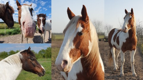 Pferde fotografieren mit dem Smartphone