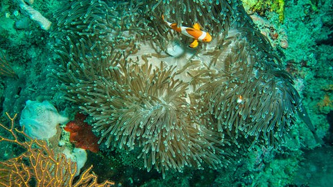 Basic Marine Science: Basic Aquatic Organisms