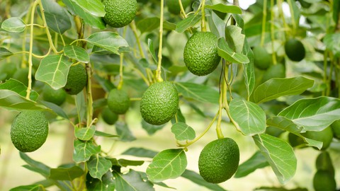 Discover the Golden Opportunity of Avocado Farming in Africa