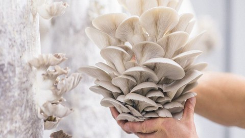 Mushroom Growing Business