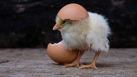 Mastering Hatching & Incubation for Poultry Farmers