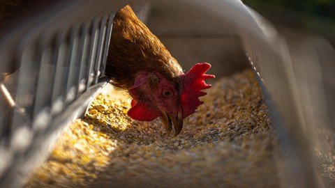 Poultry Nutrition for a healthy flock