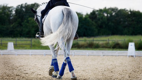 The Perfect Warmup for Your Horse