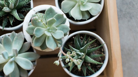 Beginners Guide to House Plants: Succulents (Hindi)