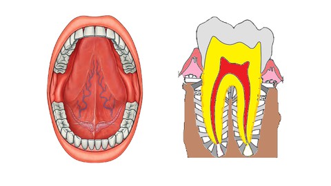 A Guide to the Human Oral Cavity and Tooth Structure