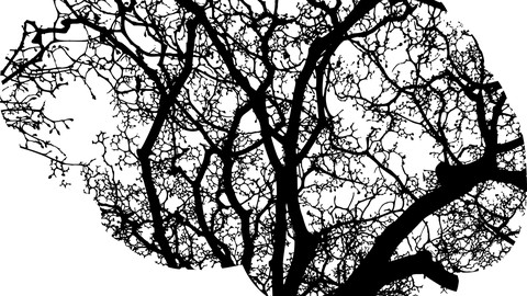 Decision tree models in Python