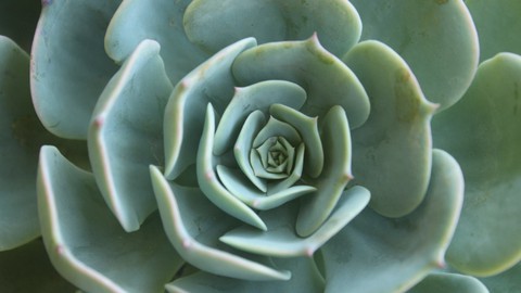 Beginners Guide to House Plants: Succulents (English)