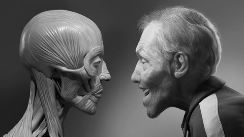 Facial Anatomy & Character Portrait for Blender Artists