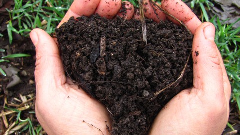 Soil-First Gardening: How to Grow Black Gold in the Backyard