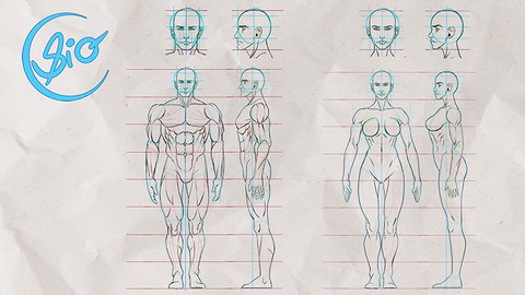 Desenho: Anatomia Básica