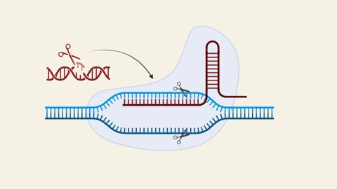 Biotechnology:  Gene Editing Techniques
