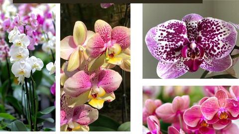 Orquídeas- como cultivar de modo simples e descomplicado