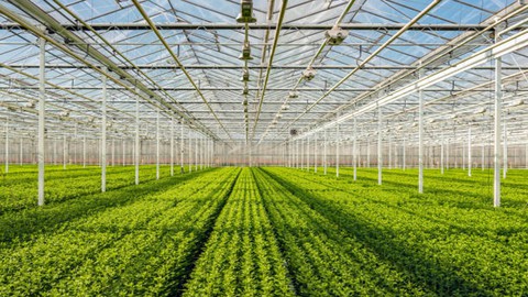 Greenhouse Farming Foundation