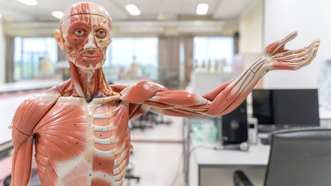 Human Anatomy and Physiology - A&P-2