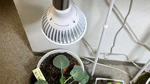 植物育成用LEDの後悔しない選び方
