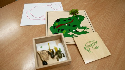 Kurs Montessori Kultura IV - nauka zoologii