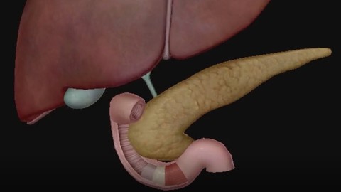 Anatomie de l'abdomen