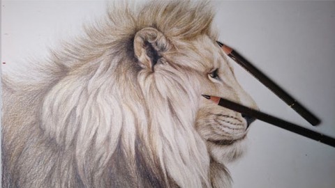 ふさふさの毛並みのライオンを、目安になる線（グリッド線）をひいて下書きから色鉛筆だけで描く