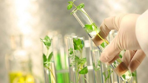 All kinds of plant tissue culture concepts