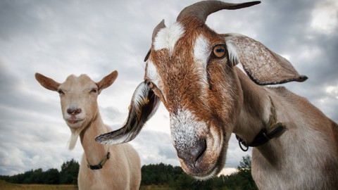 Goat Farming Master Course: हिंदी में (Learn A to Z)