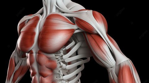 Muscle Mastery: Anatomy & Function - A Comprehensive Guide