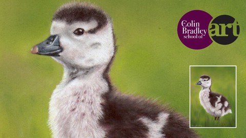 Draw a Gosling using Pastel Pencils with Colin Bradley