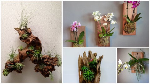 KhetiBuddy's Home Decor with Orchid and Air plant (English)