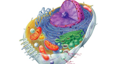 A Comprehensive Guide to Cell Structure and Function